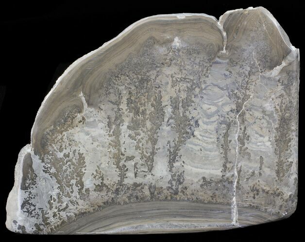Triassic Aged Stromatolite Fossil - England #67419